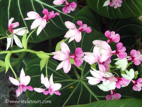 miniature orchids from the American Orchid Society greenhouse