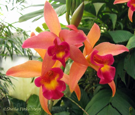 orange orchid