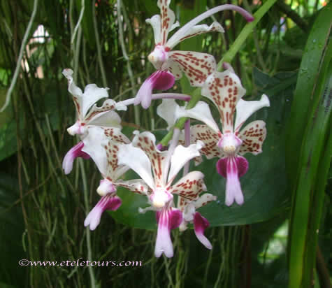 dancing orchids