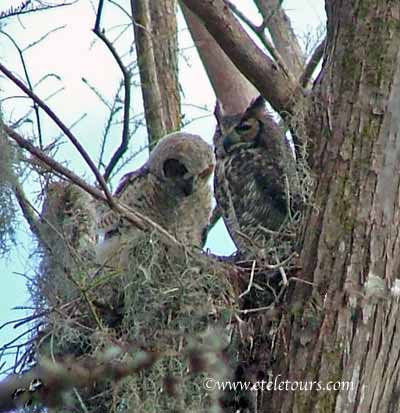 great horned owl