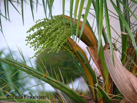 palm tree seeds