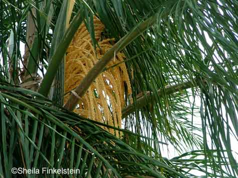 palm tree seeds and fronds