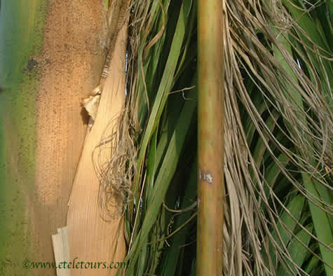 trunk of a palm tree
