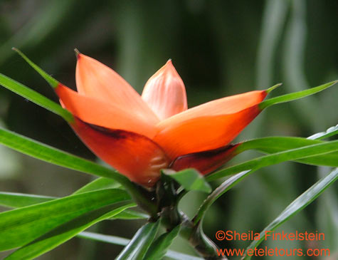 climbing pandana oranage flower at Fairchild Tropical Garden