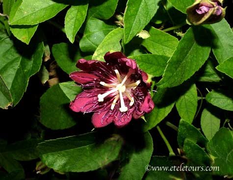 passion flower - red at night