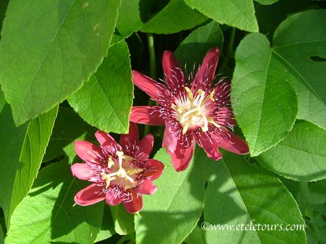 passion flowers - red