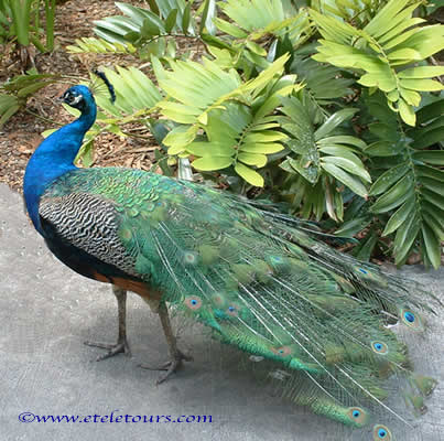 peacock in Flamingo Gardens, Davie, FL