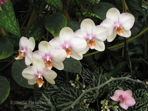 White phalaenopsis at American Orchid Society