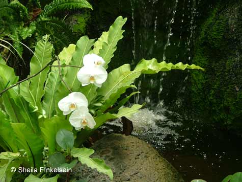 white phalaenopsis against the indoor waterfalls in AOS gardens
