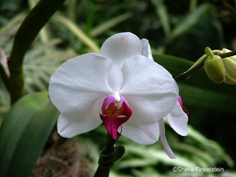 white phalaenopsis orchid at American Orchid Society greenhouse