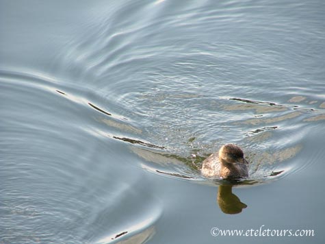 pied bill grebe in Wakodahatchee Wetlands