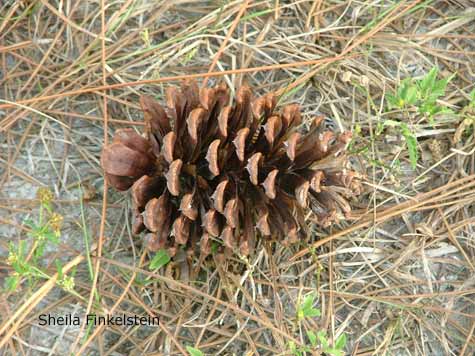 full pine cone on ground in Morkami Museum