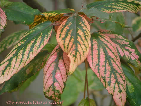 pink and green leaves