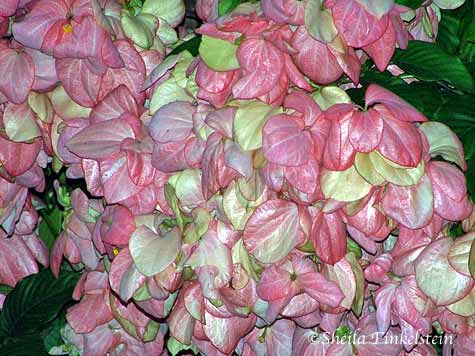 pink bush in Boynton Beach neighborhood