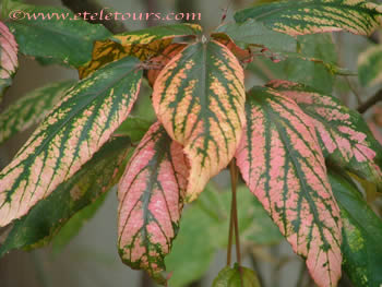 pink and green leaves