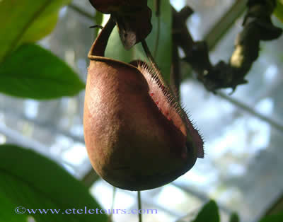 pitcher plant in Marie Selby Gardens