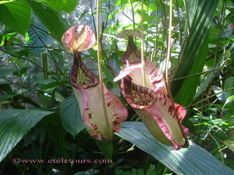 pitcher plants in Marie Selby Gardens