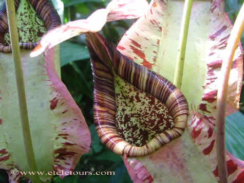 pitcher plant in Marie Selby Gardens
