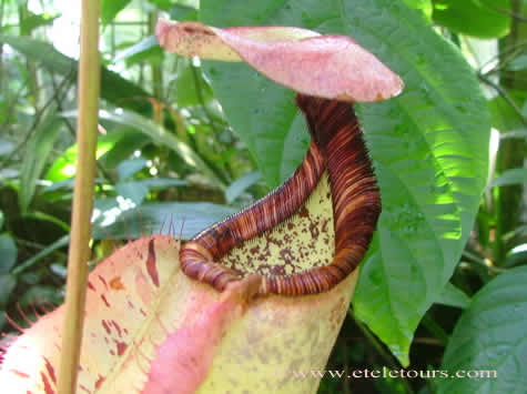 pitcher plant in Marie Selby Gardens