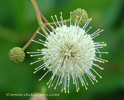 Buttonbush (Cephalanthus occidentalis)