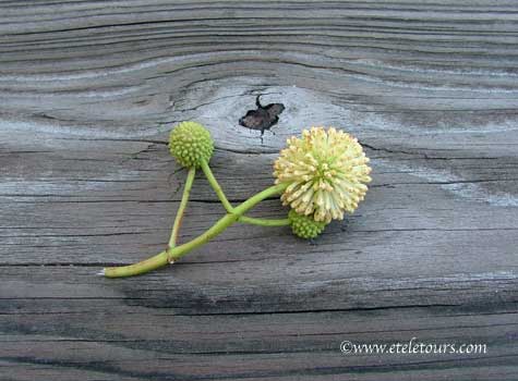 pod flower on rail in Wakodahatchee Wetlands