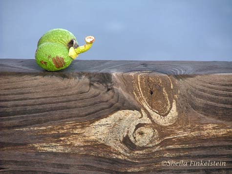 pond apple on boardwalk railing in Wakodahatchee Wetlands