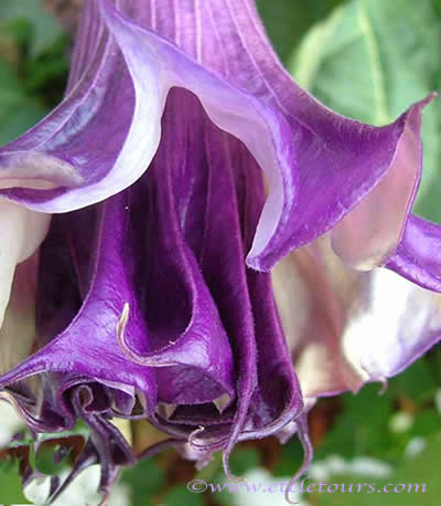 purple double trumpet flower