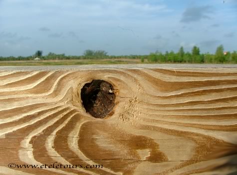 wood knot in boardwalk railing in Green Cay Wetlands
