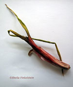 dried red onion sprouts