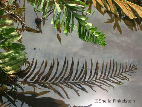 reflected fern in Wakodahatchee Wetlands