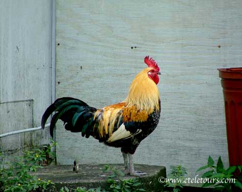 rooster at YeeHaw