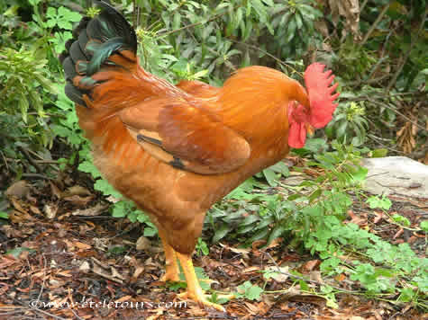 Rhode Island Red Rooster in Wakodahatchee