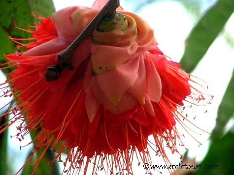 rose of venezuela underside view