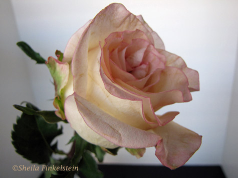 pink rose opening bud at angle