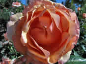 rose - peachy yellw