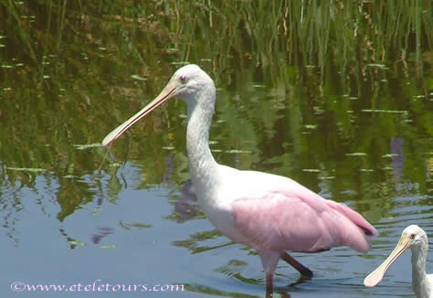 roseate spoonbill in Wakodahatchee Wetlands