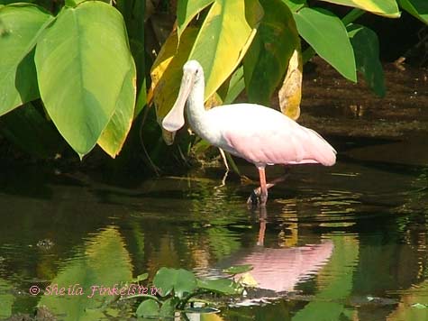 Roseate Spoonbill in Wakodahatchee Wetlands