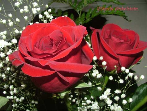 two red roses