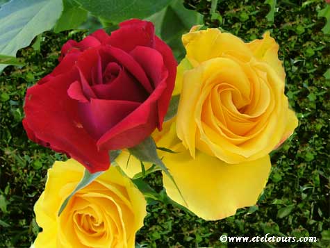 roses-rellow-and-red