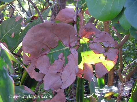 seagrape leaves - decayed