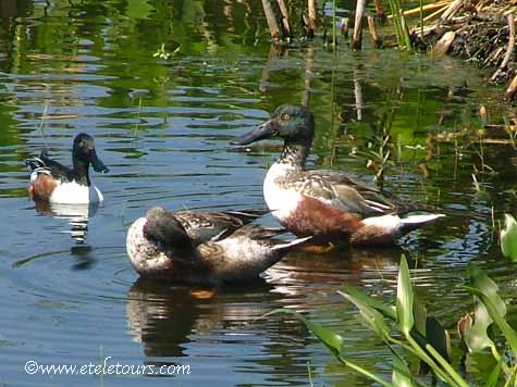 Northern Shoveler in Wakodahatchee Wetlands