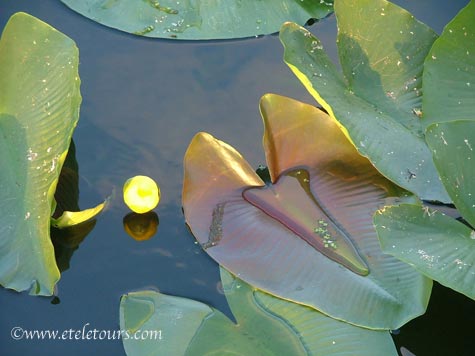 spatterdock leaves and flower at sunset in