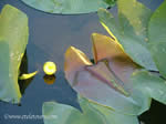 spatterdock on gift items