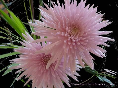 lavender spider mum