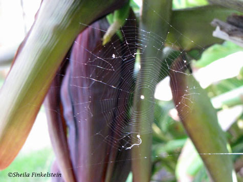 spider web attached to banana tree