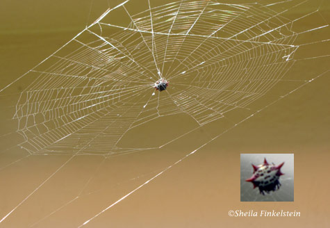 spider web with red spider