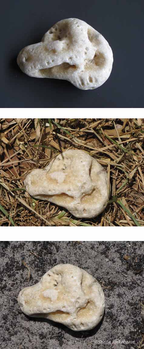 Rock with many faces from from Hollywood Beach, Fl