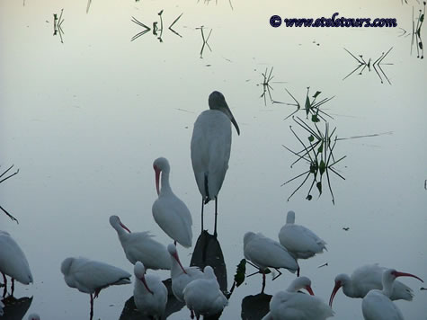 wood stork and ibis in Wakodahatchee Wetlands