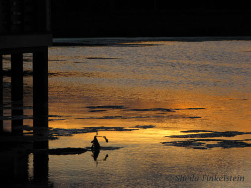 orange sunset reflections under boardwalk in Green Cay Wetlands