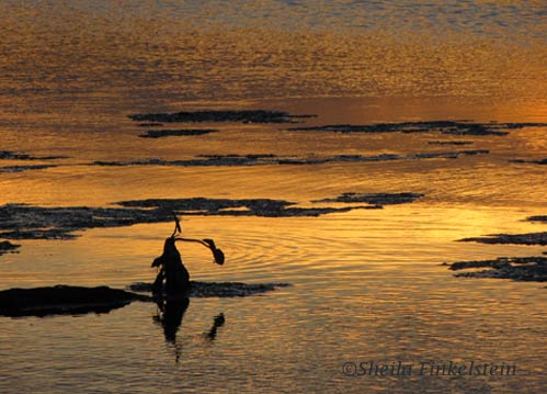 Orange sunset reflections in Green Cay Wetlands without the boardwalk